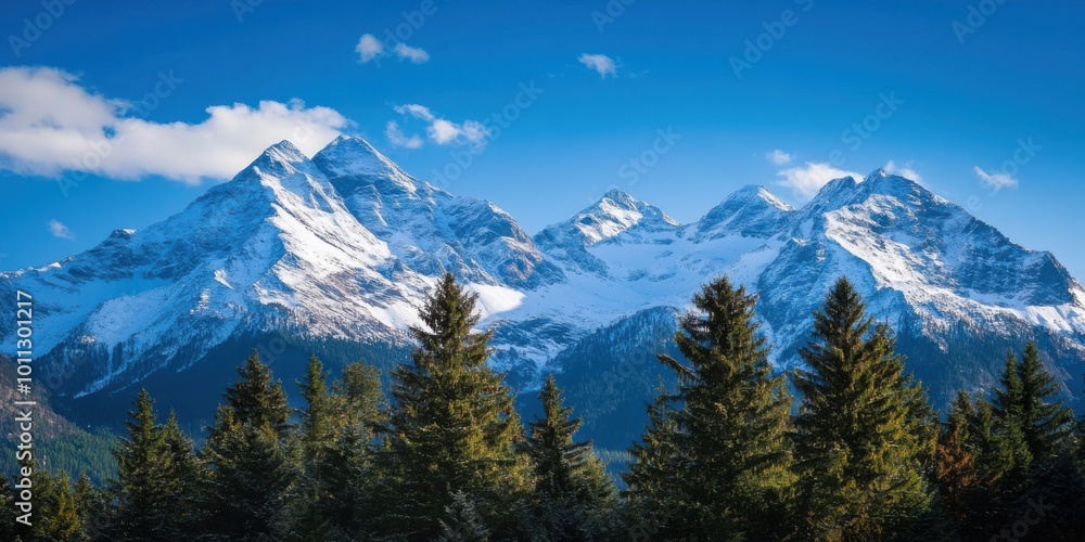Snowy Mountain Range with Clear Blue Skies and a Foreground of Pine Trees Snowy Mountain Range with Clear Blue Skies and a Foreground of Pine Trees