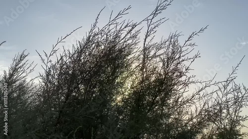Sunset in the grass