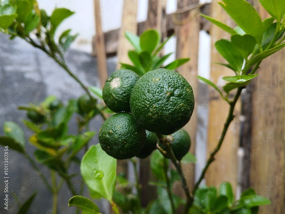 lime fruit in the garden lime fruit in the garden