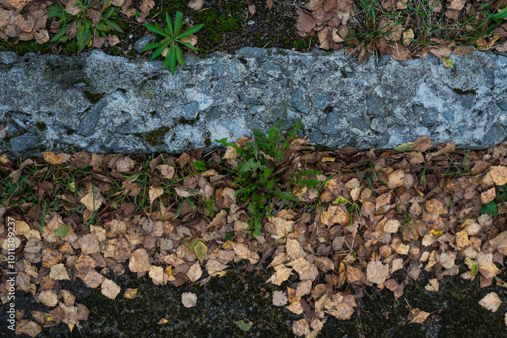 A broken curb on an old paved road. A road sprinkled with dry leaves A broken curb on an old paved road. A road sprinkled with dry leaves
