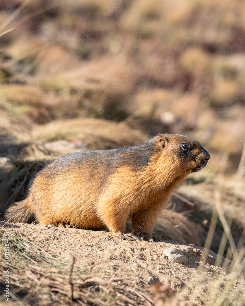 Closeup view of marmota caudata aka golden marmot or long-tailed marmot in sunlight, Deosai plains, Skardu, Gilgit-Baltistan, Pakistan Closeup view of marmota caudata aka golden marmot or long-tailed marmot in sunlight, Deosai plains, Skardu, Gilgit-Baltistan, Pakistan