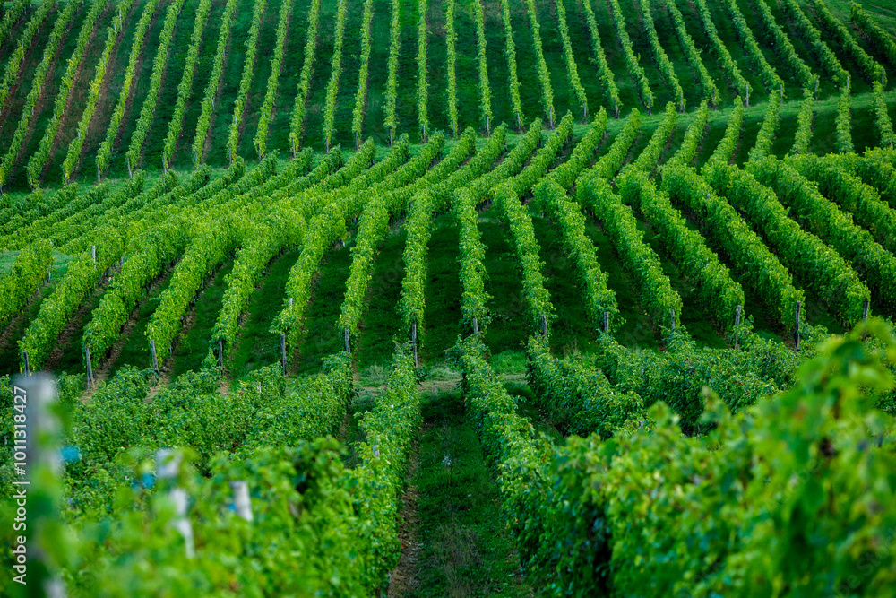 Very beautiful vineyard with terraces in the Republic of Moldova.Vineyard landscape with green rows of grapevines and rolling hills. Very beautiful vineyard with terraces in the Republic of Moldova.Vineyard landscape with green rows of grapevines and rolling hills.