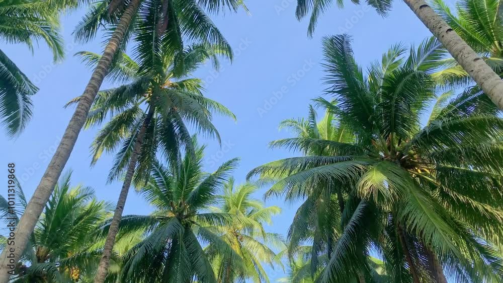 Palm Trees and Sky. A low angle view of a group of tall palm trees against a blue sky. The palm trees are in full bloom, with their green leaves reaching high above the ground. Palm Trees and Sky. A low angle view of a group of tall palm trees against a blue sky. The palm trees are in full bloom, with their green leaves reaching high above the ground.