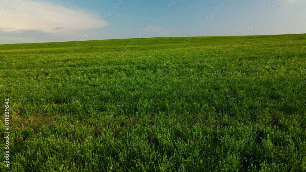 hilly field of green mown grass - aerial view, drone shot hilly field of green mown grass - aerial view, drone shot