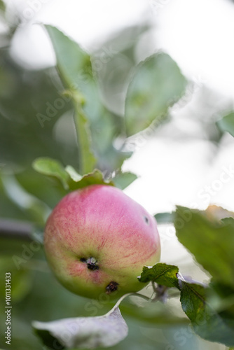 Red apples on a tree.Ripe Apples in the Apple Orchard before Harvesting