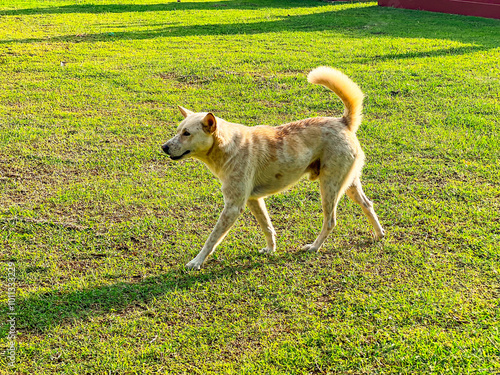 Dog strolling in the grassy field during a sunny afternoon