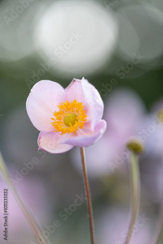 Selective focus of pink flowers blooming in the garden, Anemone hupehensis (commonly known as the Chinese or Japanese anemone) have yellow stamens and white petals, Nature floral background.