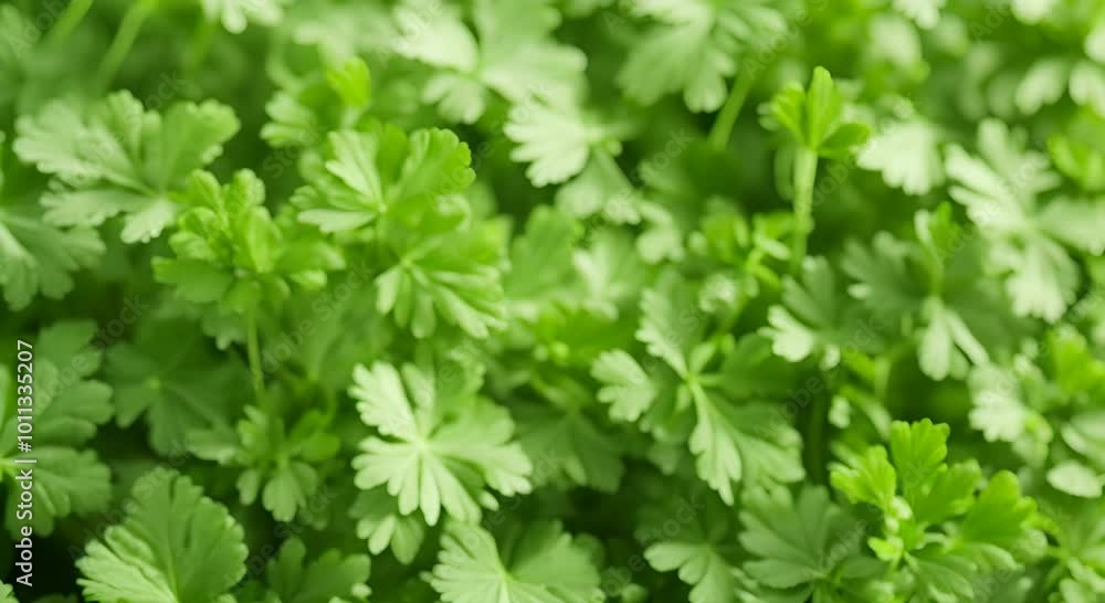 green grass background green grass background