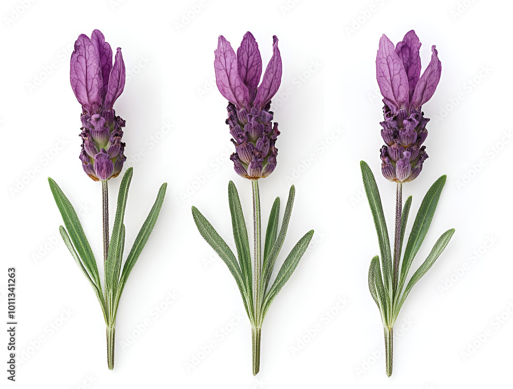 Naklejka premium a group of purple flowers