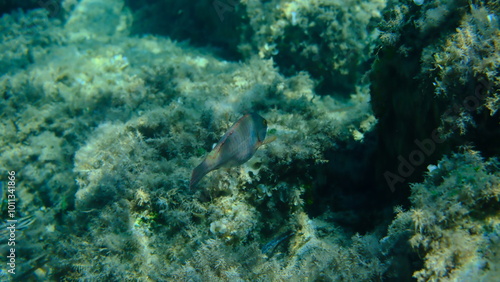 European parrotfish or parrotfish (Sparisoma cretense) undersea, Aegean Sea, Greece, Alonissos island, Chrisi Milia beach photo