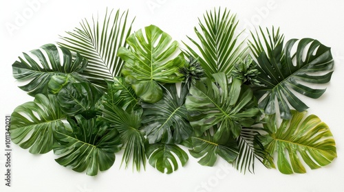 An artistic layout of tropical leaves, including palm and monstera, beautifully arranged on a white background.
