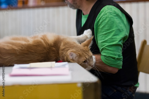 Maine Coon Katze bei der Beurteilung auf einer Katzen Show photo