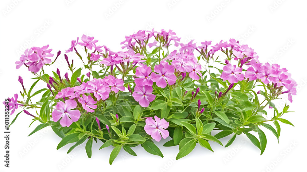 a group of purple flowers
a group of purple flowers