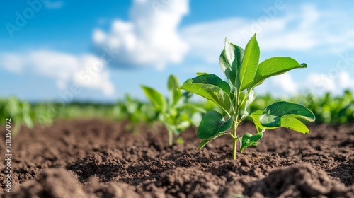 Young Plants Sprouting in Fertile Soil Under a Bright Blue Sky During Daylight in a Rural Area