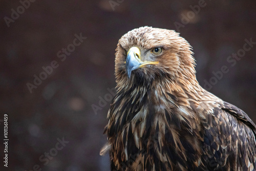 Portrait d'oiseau Aigle impérial en gros plan de face photo