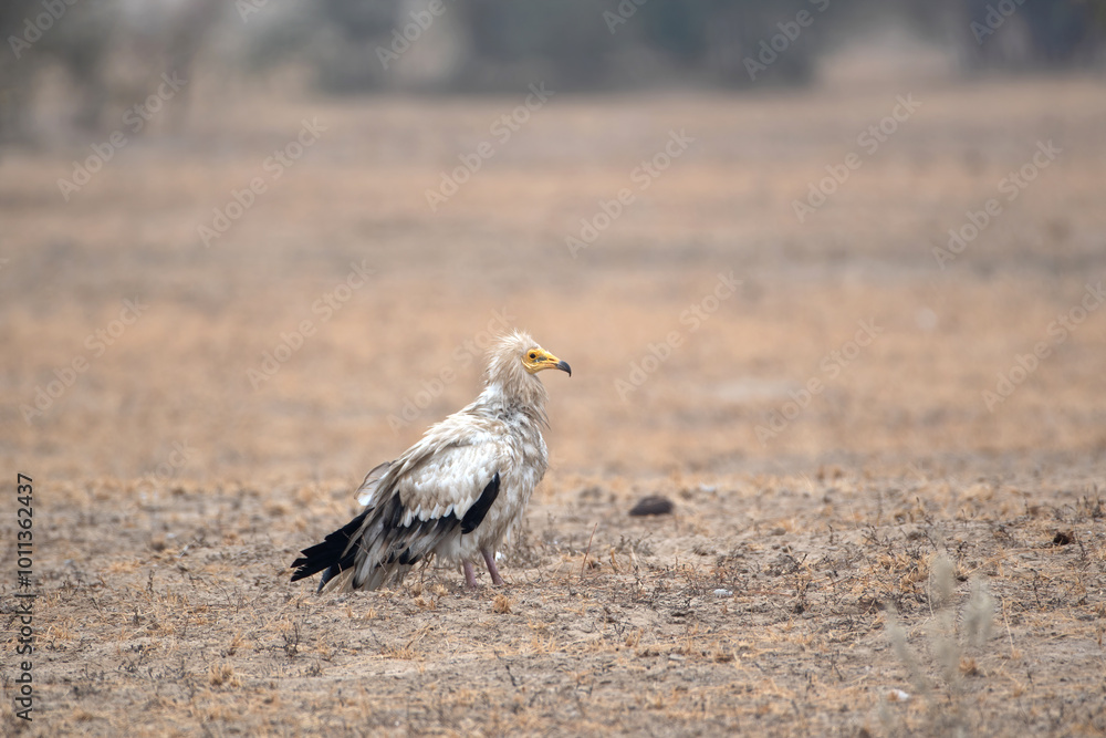 Egyptian vulture or Neophron percnopterus, at Jorbeer in Rajasthan, India Egyptian vulture or Neophron percnopterus, at Jorbeer in Rajasthan, India