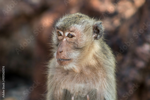 Fototapete japanese macaque sitting on the ground