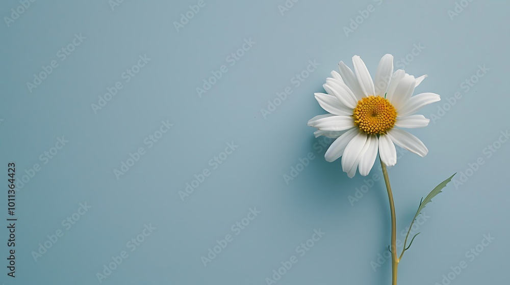 A beautiful daisy placed in the bottom corner of a light, solid-colored background, offering plenty of room for copy or additional design. 8k UHD, suitable for high-quality printing or digital A beautiful daisy placed in the bottom corner of a light, solid-colored background, offering plenty of room for copy or additional design. 8k UHD, suitable for high-quality printing or digital