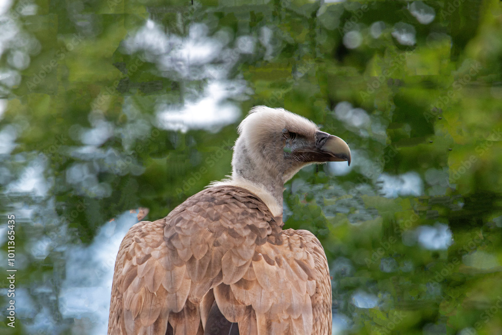 Portrait d'oiseau Vautour fauve en gros plan de profil Portrait d'oiseau Vautour fauve en gros plan de profil