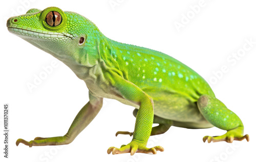 PNG Gecko reptile animal lizard.