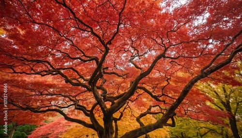 Beautiful scenics of Japanese maple leaves in nature park with the Autumn sunshine. Travel, vacation and holiday concept 4