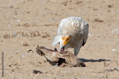 Egyptian vulture or Neophron percnopterus, at Jorbeer in Rajasthan, India photo