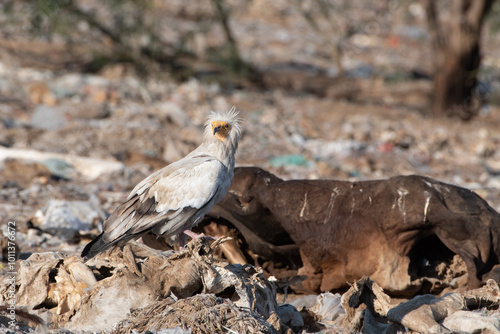 Egyptian vulture or Neophron percnopterus, at Jorbeer in Rajasthan, India photo