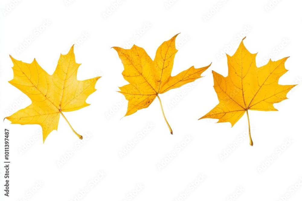 Falling Leaves Photo Overlays, fog, rain, sun, light, Photoshop overlays Falling Leaves Photo Overlays, fog, rain, sun, light, Photoshop overlays