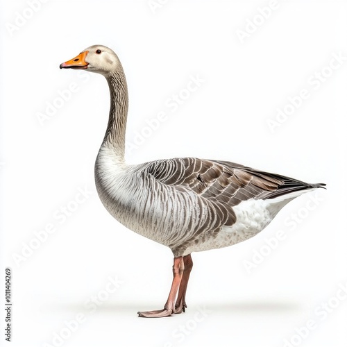 beautiful swan goose showcases its long neck and vibrant orange beak while standing near water. The smooth white background highlights its stunning features and posture.