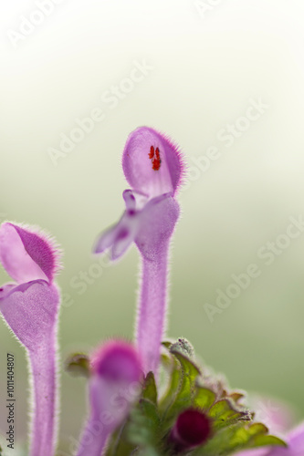 春に咲くホトケノザの花 photo