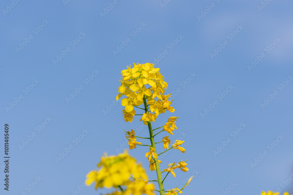 春の風景　青空と菜の花　