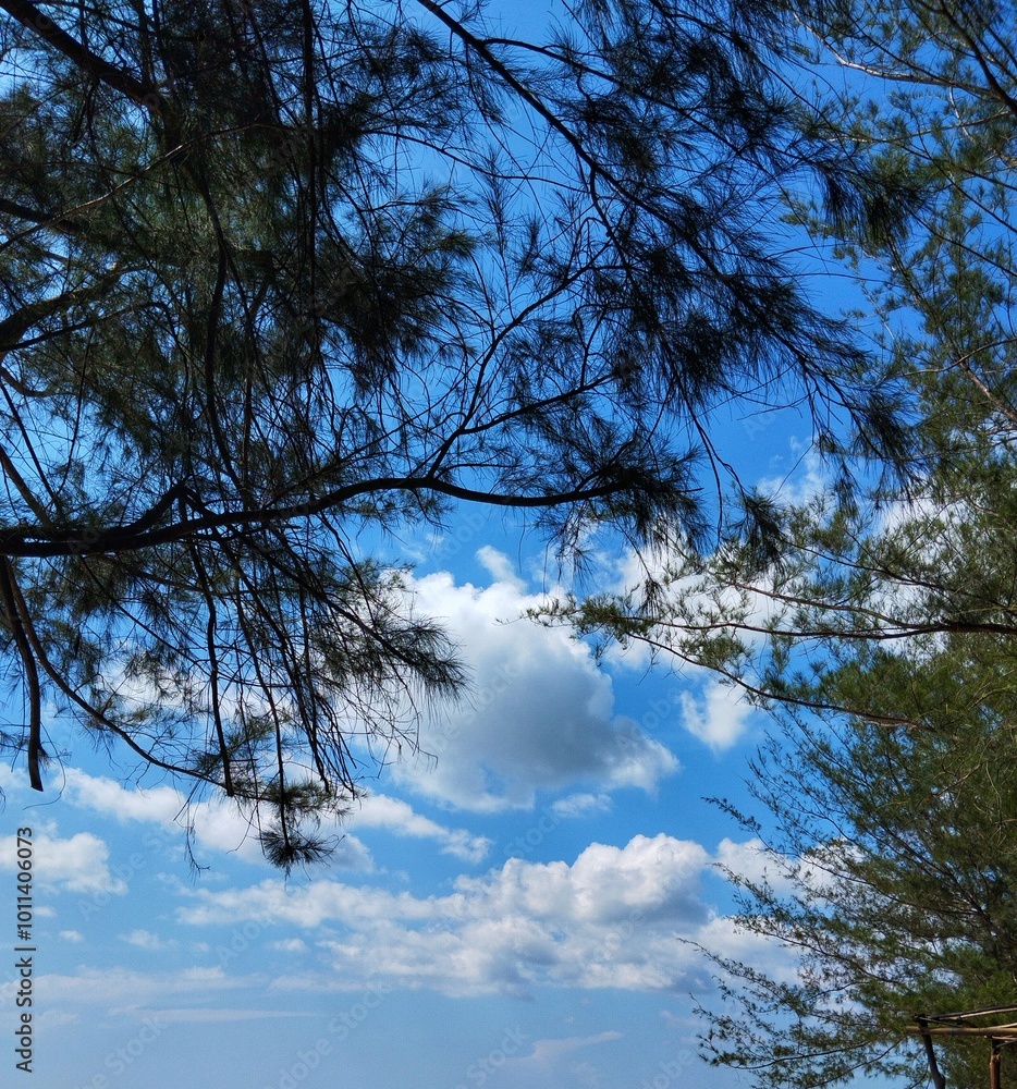 Beautiful pine forests create shade in summer on Ujung Pandaran beach, Sampit city, which is famous for its beautiful sandy beaches