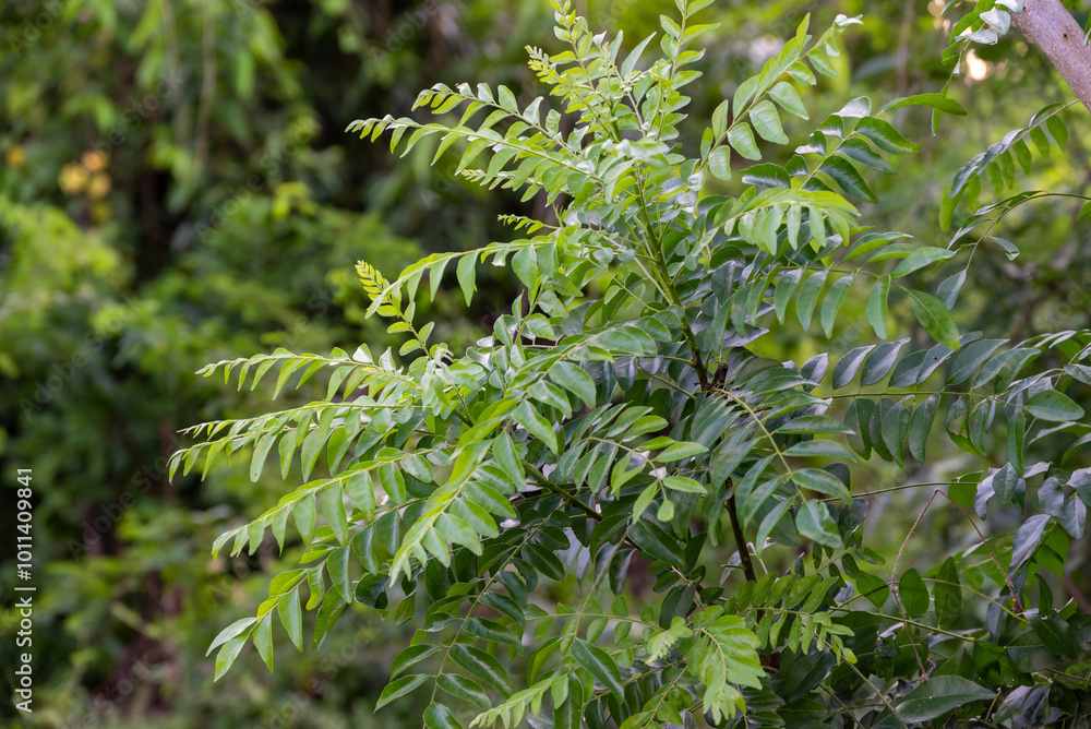 The curry tree (Murraya koenigii) or curry leaf tree. Curry berry leaf tree with green leaves background The curry tree (Murraya koenigii) or curry leaf tree. Curry berry leaf tree with green leaves background