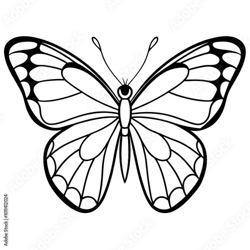 butterfly on white background