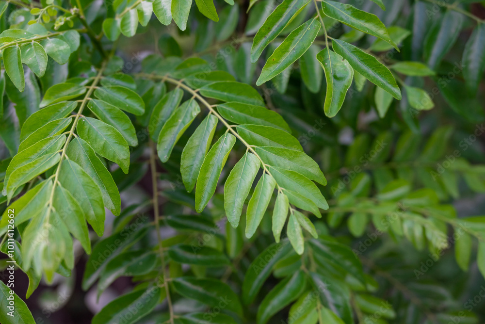 The curry tree (Murraya koenigii) or curry leaf tree. Curry berry leaf tree with green leaves background The curry tree (Murraya koenigii) or curry leaf tree. Curry berry leaf tree with green leaves background