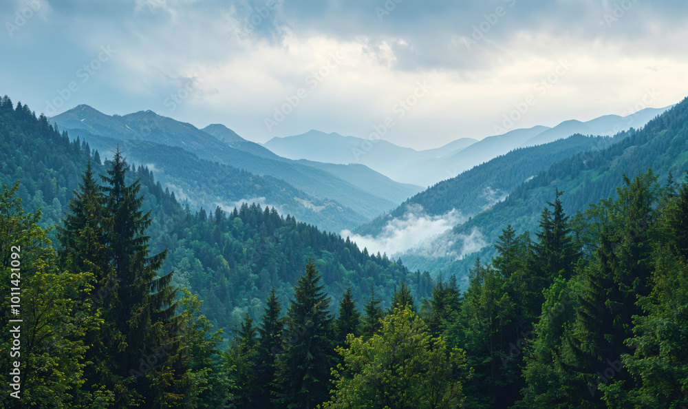 Fog is slowly rising from a green valley between mountains Fog is slowly rising from a green valley between mountains