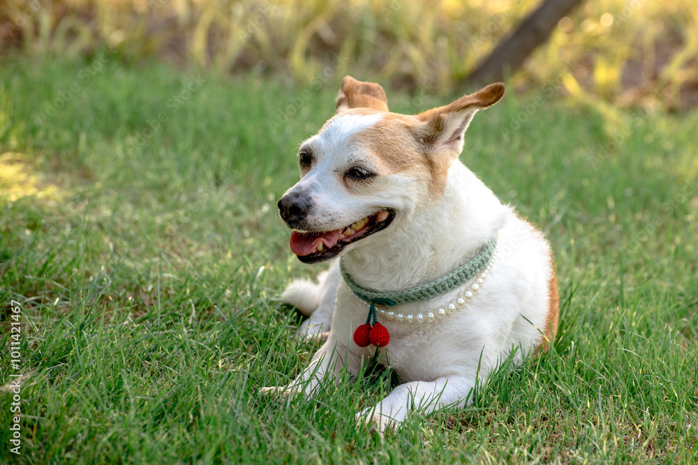 jack russell terrier running jack russell terrier running
