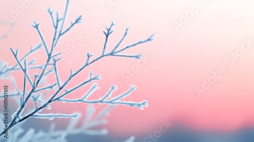 Frostcovered branches against a soft pink winter sunrise, glowing light, closeup shot, peaceful morning scene photo