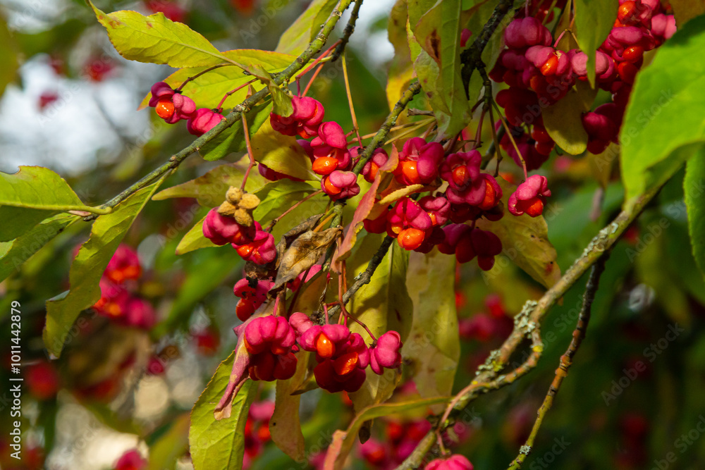 Obraz premium Euonymus europaeus european common spindle capsular ripening autumn fruits, red to purple or pink colors with orange seeds, autumnal colorful leaves