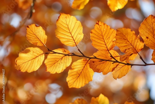 Sunlit autumn leaves are captured in this image, highlighting the texture and vibrant colors, the image evokes warmth, nostalgia, and the essence of fall.