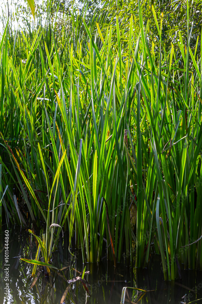 On the banks of the river and in the water, the forage grain Glyceria maxima grows On the banks of the river and in the water, the forage grain Glyceria maxima grows