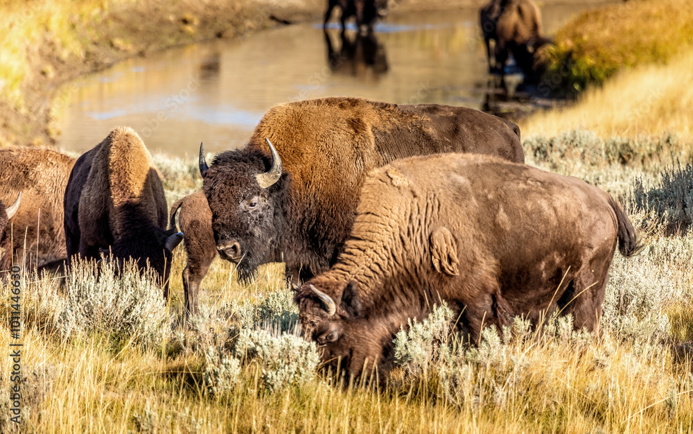 Grazing bisons in the Yellowstone National Park, USA Grazing bisons in the Yellowstone National Park, USA