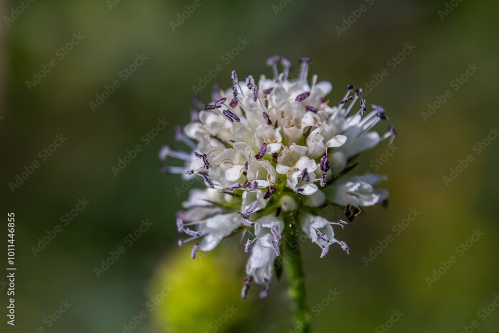 Dipsacus pilosus, Small Teasel. Wild plant shot in summer Dipsacus pilosus, Small Teasel. Wild plant shot in summer