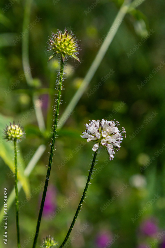 Dipsacus pilosus, Small Teasel. Wild plant shot in summer Dipsacus pilosus, Small Teasel. Wild plant shot in summer