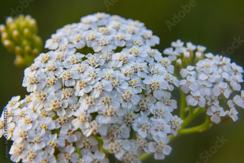 common yarrow achillea millefolium with fly Tachina fera photo