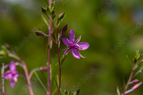 Willowherb epilobium angustifolium. Blooming sally epilobium angustifolium photo