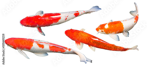 Red and white Kohaku, red Aka Matsuba koi carp fish are swimming in carp pond, countryside park. Isolated, transparent, PNG file, photograph. Thailand.