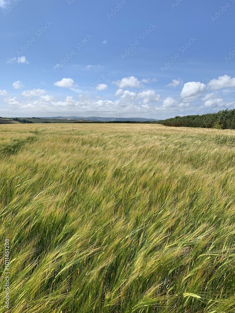 Golden Wheat Field Swaying in the Wind – Serene Agricultural Landscape Golden Wheat Field Swaying in the Wind – Serene Agricultural Landscape