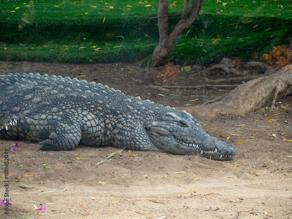 Fototapeta premium Aligator at Cocodrilo Park, Gran Canaria