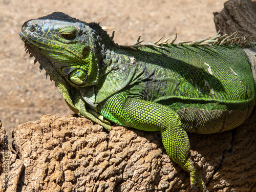 Green IguanaIguana iguana